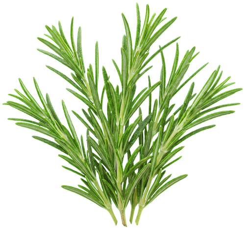 Rosemary