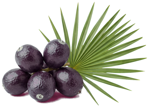 Saw Palmetto