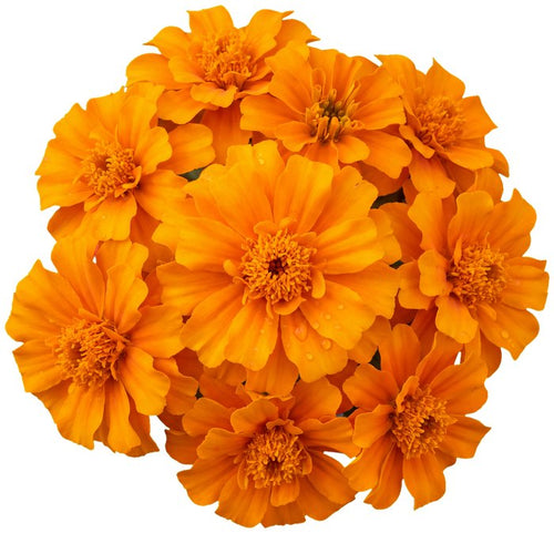 Lutein & Zeaxanthin