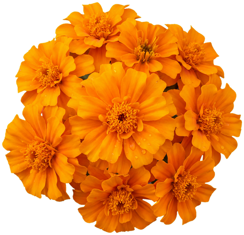 Lutein